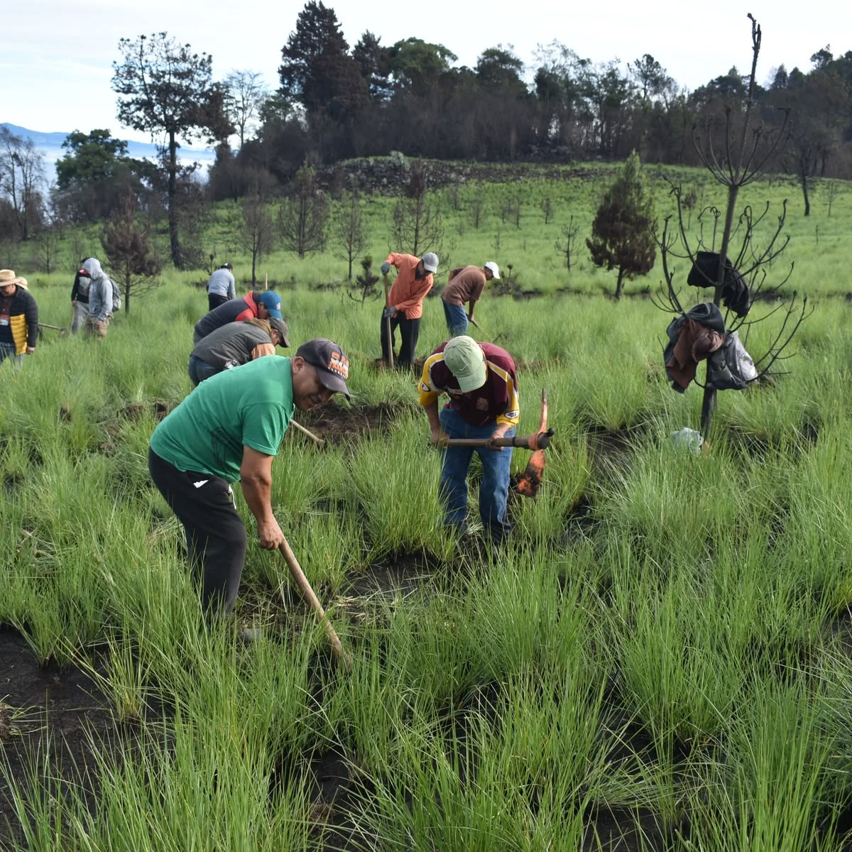 Reforestation Project